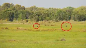 26 con sếu đầu đỏ bay thám thính, 3 con quay lại đáp xuống An Giang