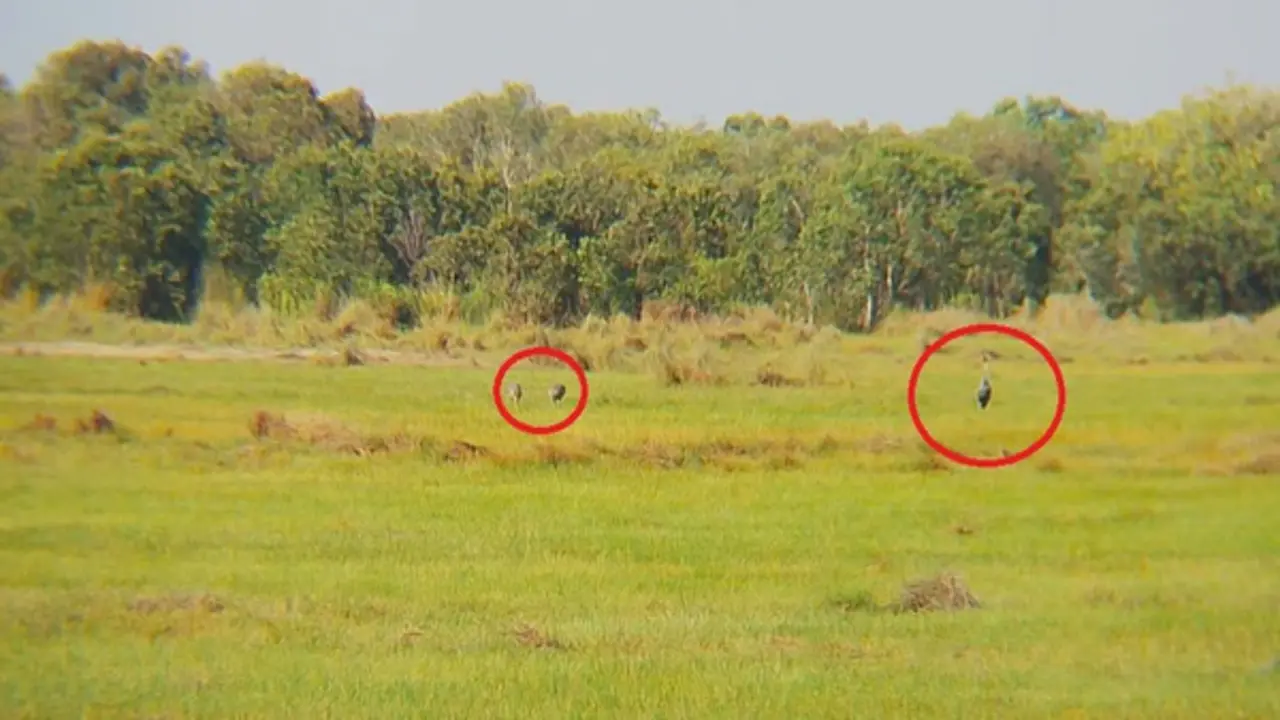 26 con sếu đầu đỏ bay thám thính, 3 con quay lại đáp xuống An Giang