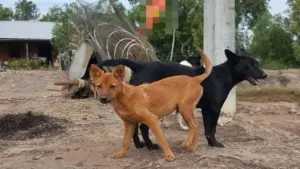 Bị chó cắn từ tháng 6-2025, người đàn ông ở Tây Ninh vừa tử vong nghi do bệnh dại