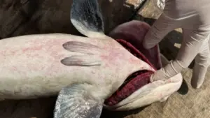 Cá bớp chết trắng lồng bè ở Lý Sơn, thiệt hại hơn 10 tỉ đồng