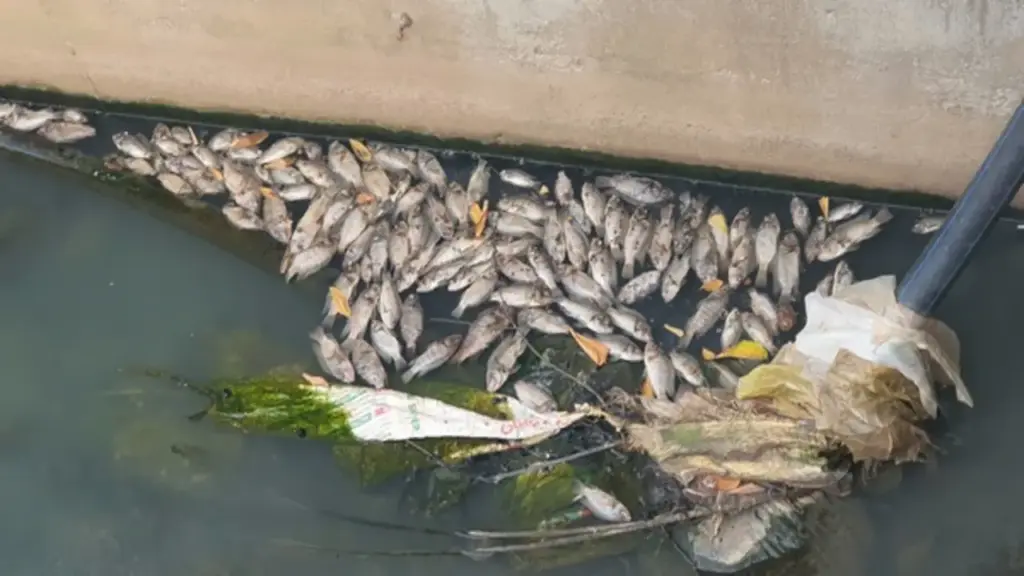 Cá chết dày đặc dưới mương, mùi hôi thối bủa vây khu dân cư
