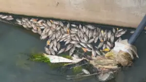 Cá chết dày đặc dưới mương, mùi hôi thối bủa vây khu dân cư