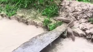 Cá trê 'trèo' lên bờ chơi trong mưa lớn