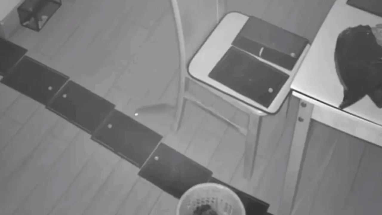 Camera ghi cảnh chuột ung dung vượt bẫy của chủ nhà
