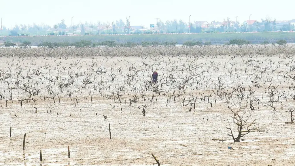 Cây mắm biển trong rừng ngập mặn chết hàng loạt