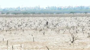 Cây mắm biển trong rừng ngập mặn chết hàng loạt