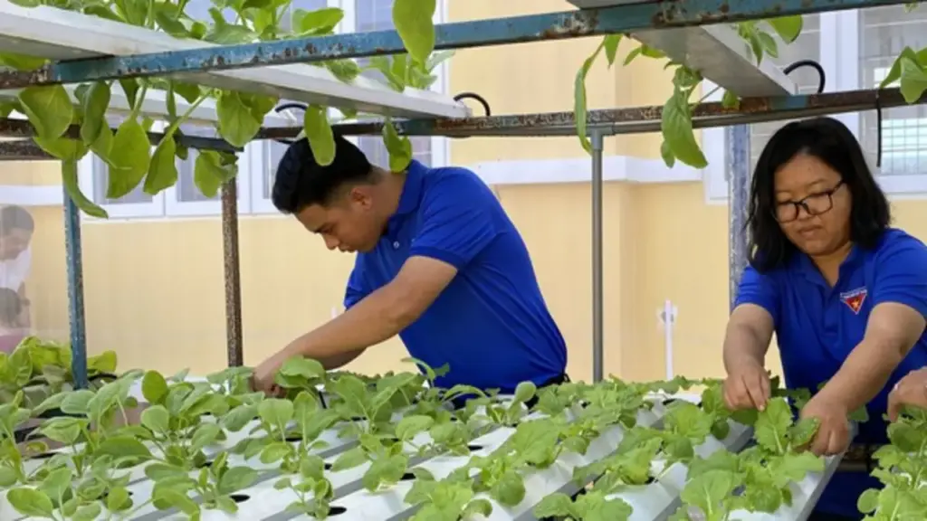 Chỉ với 130 m², cô gái trồng rau bán 55.000/kg vẫn không đủ hàng