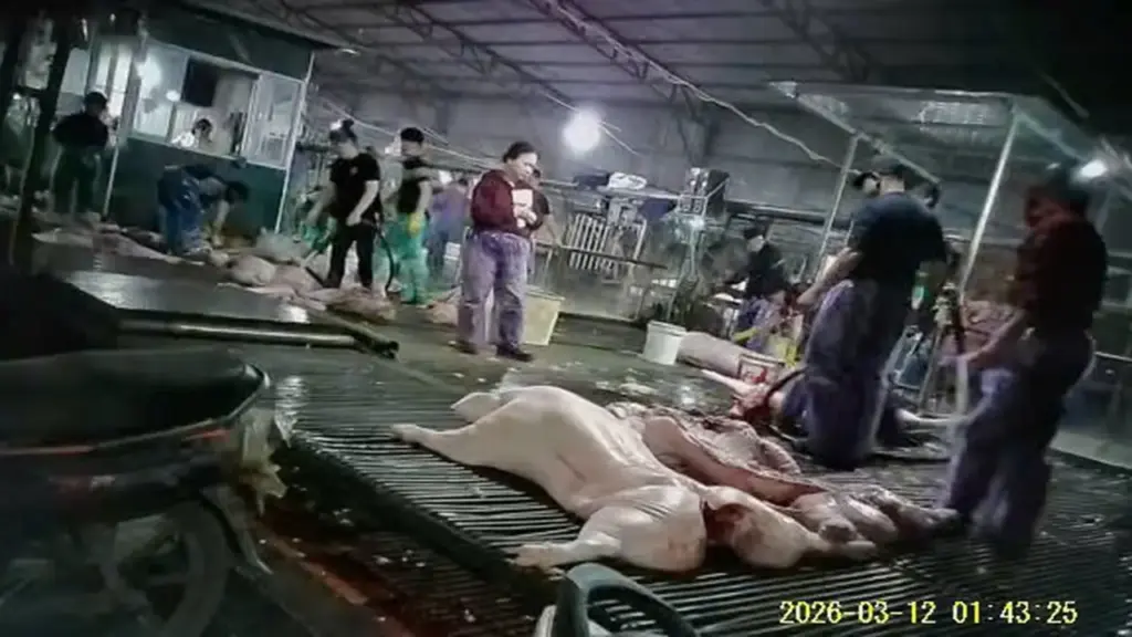 Chưa chứng minh được sự câu kết giữa Cường Phát và đơn vị nhập thịt heo đưa vào trường học