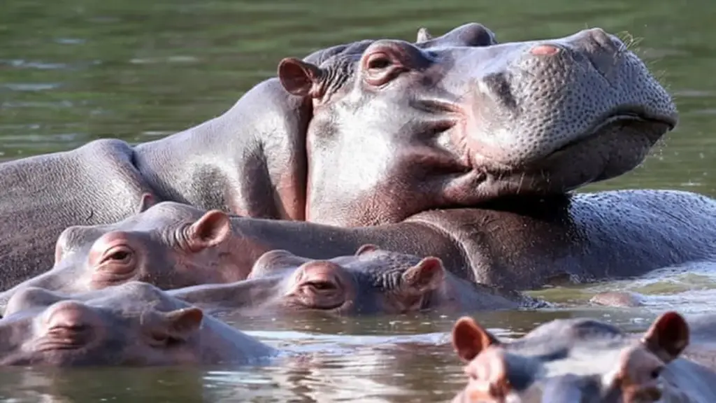 Colombia lên kế hoạch tiêu hủy 80 con hà mã để bảo vệ hệ sinh thái