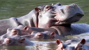 Colombia lên kế hoạch tiêu hủy 80 con hà mã để bảo vệ hệ sinh thái