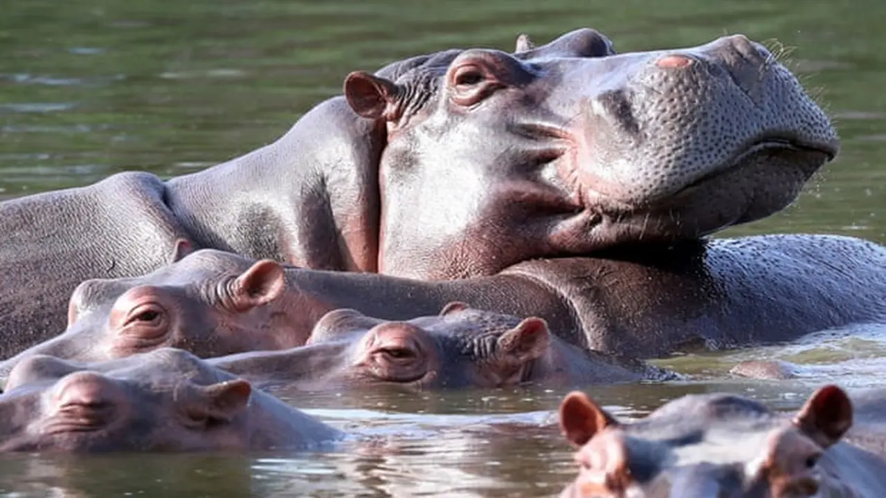 Colombia lên kế hoạch tiêu hủy 80 con hà mã để bảo vệ hệ sinh thái