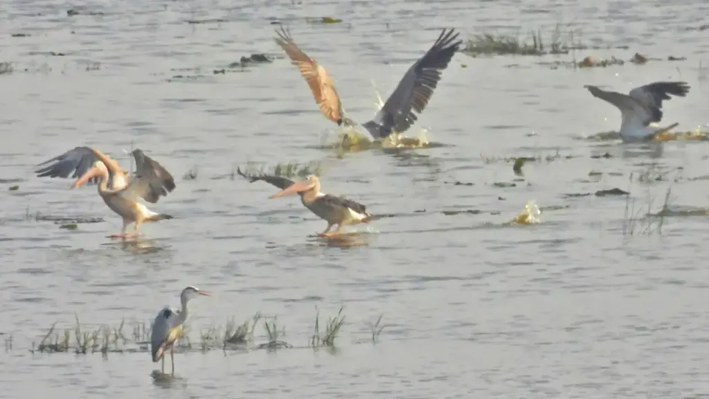 Đàn bồ nông quý hiếm về Vườn quốc gia Tràm Chim sau nhiều năm