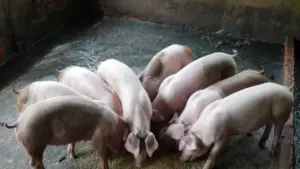 Dịch tả heo châu Phi xuất hiện tại 4 xã, phường của Cần Thơ