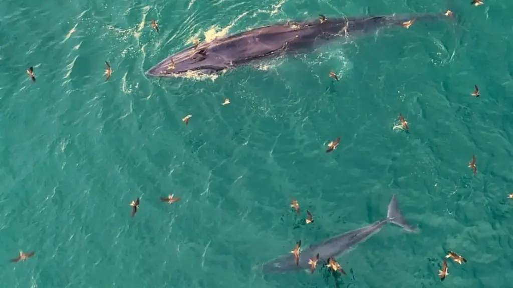 Định vị 'cá voi bơi trên biển Gia Lai' cho khách du lịch