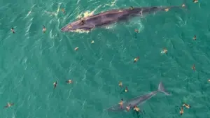 Định vị 'cá voi bơi trên biển Gia Lai' cho khách du lịch