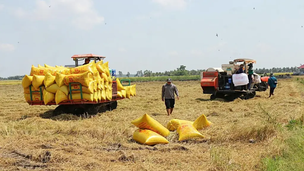 Gạo Việt đang 'bỏ rơi' thị trường thuế suất 0%?