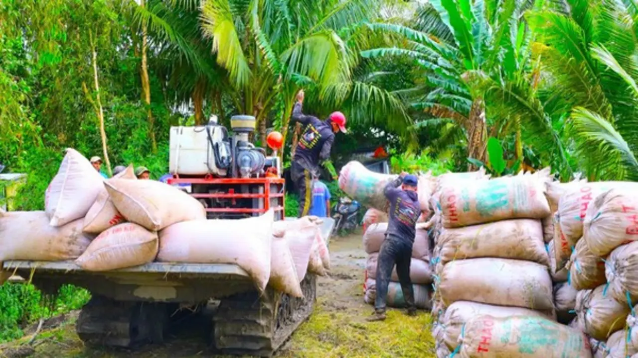 Giá lúa giảm, gọi nhiều doanh nghiệp thu mua không nghe máy