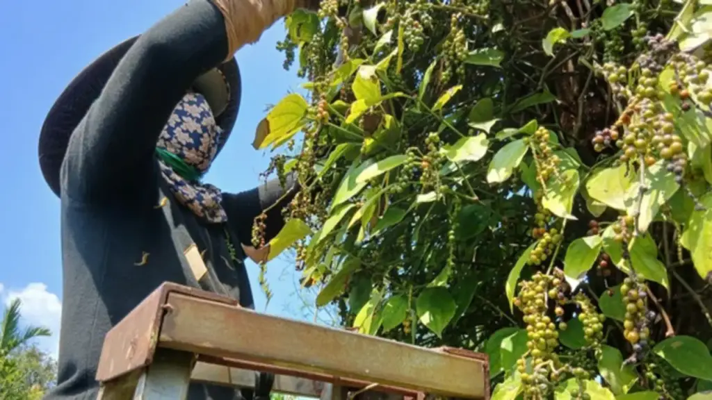 Giá tiêu tăng cao, ‘vàng đen’ Gia Lai hồi sinh