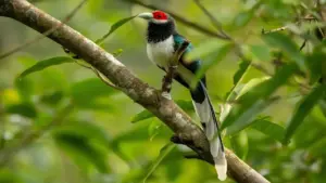 Huế vào danh sách điểm ngắm chim đẹp nhất thế giới