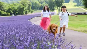 Khám phá mùa hoa rực rỡ tại vùng Kanto, Nhật Bản