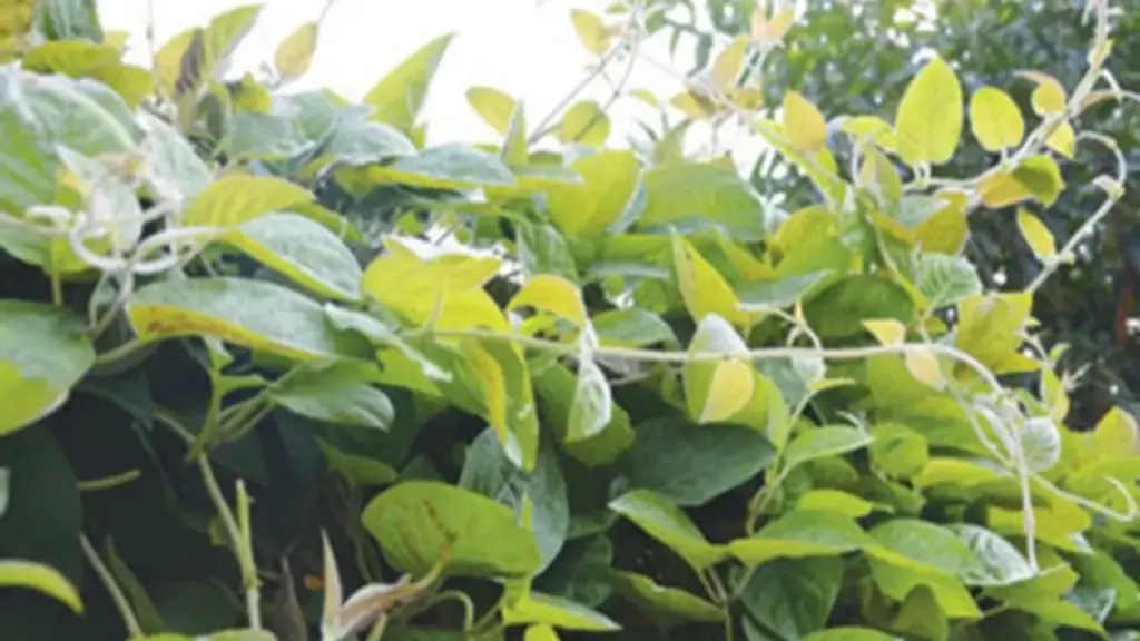 Lá mơ lông có lợi ích gì cho sức khỏe?