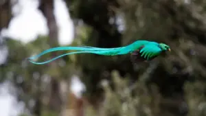 Một điểm đến ở Việt Nam vào top ngắm chim đẹp nhất thế giới