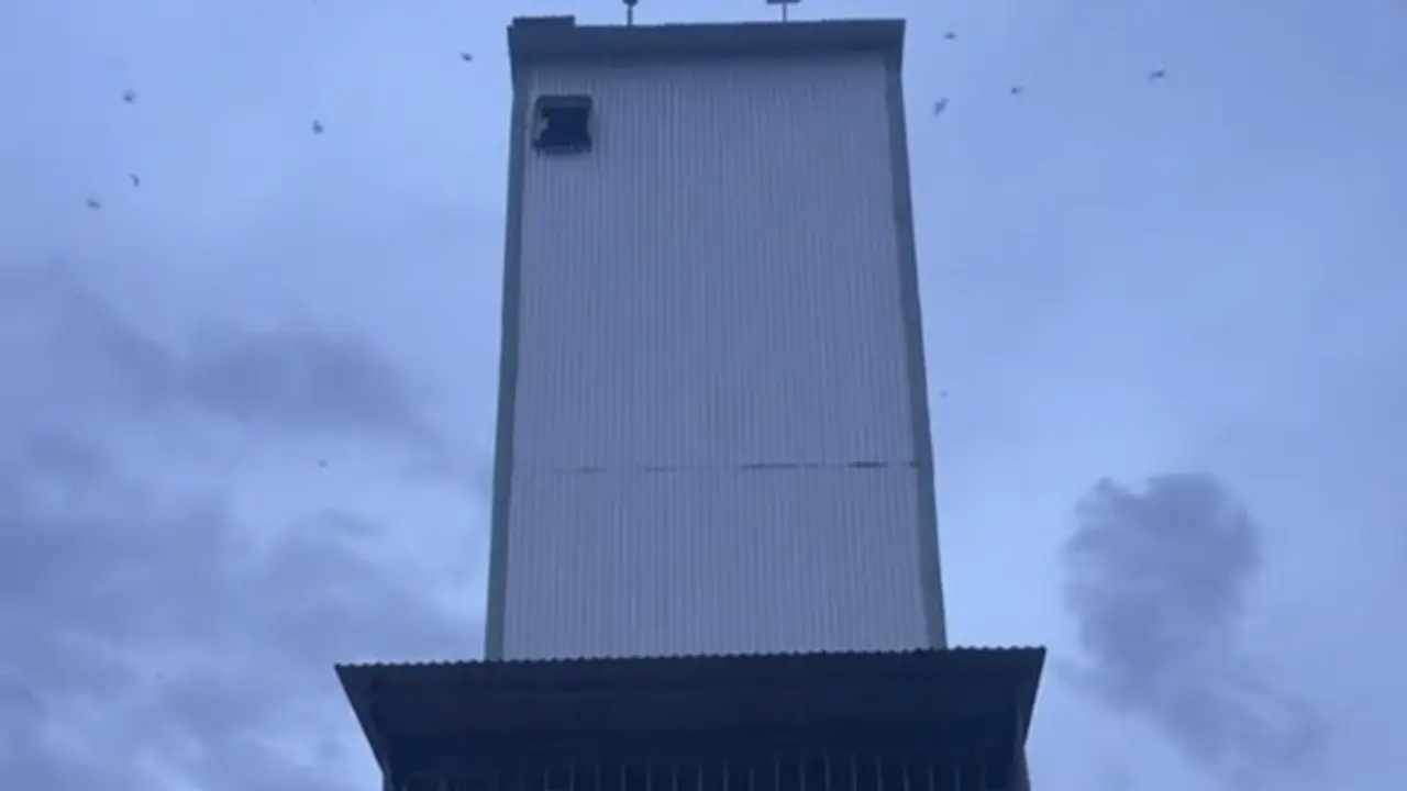 Nhà yến ở Gia Lai phát triển ồ ạt, nhiều người nuôi 'vỡ mộng'