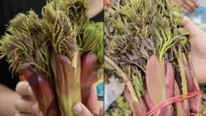 Rau mầm gai là gì mà gây sốt mạng, nhiều người ở TP.HCM tìm mua không có?