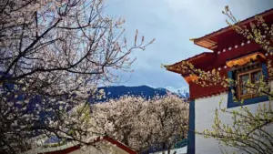 Tây Tạng ngập sắc hoa anh đào