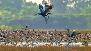 Theo chân đàn sếu đầu đỏ nơi biên giới Việt Nam - Campuchia