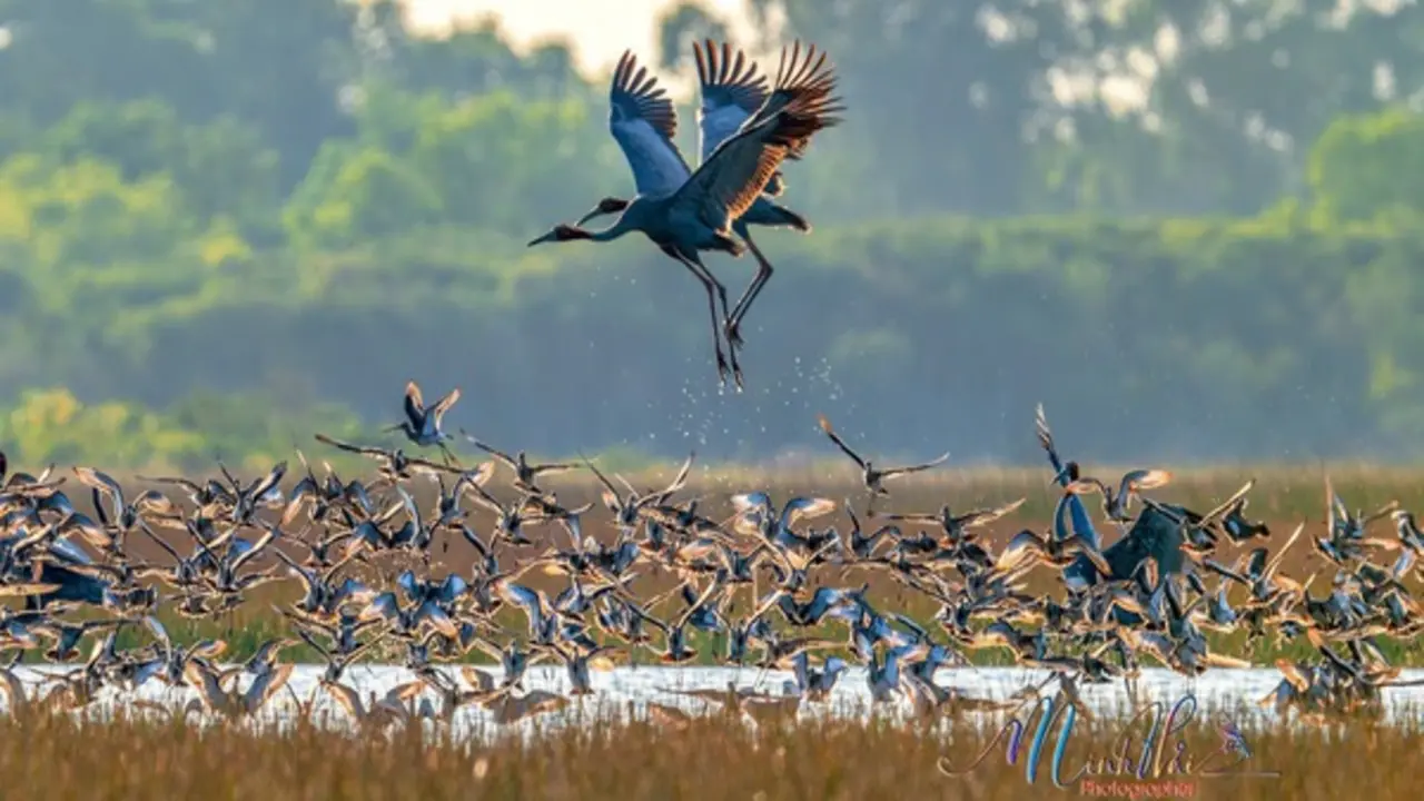 Theo chân đàn sếu đầu đỏ nơi biên giới Việt Nam - Campuchia