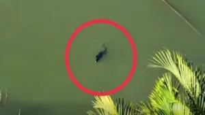 TP.HCM: Phát hiện loài vật trong Sách đỏ ngoài tự nhiên, người dân lầm tưởng… cá sấu