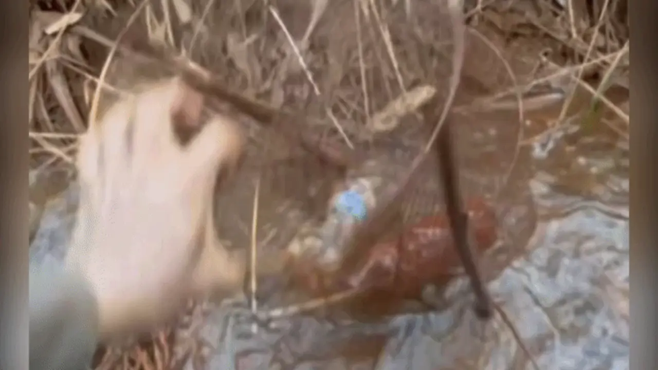 Trúng đậm cá lóc khi thăm lờ