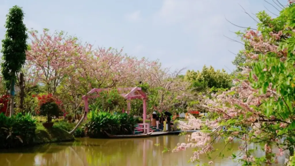 Về Sa Đéc ngắm vườn muồng hoa đào, lên ảnh đẹp lung linh