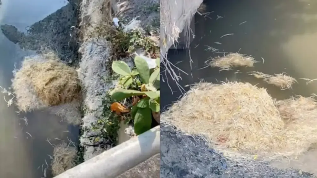 Xử lý cơ sở giết mổ gia cầm vứt lông gà xuống sông gây ô nhiễm